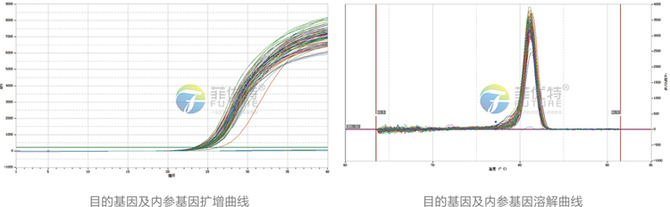 荧光定量pcr1.jpg