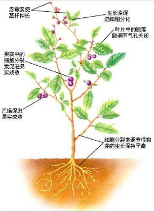 植物激素j9游会真人游戏第一品牌