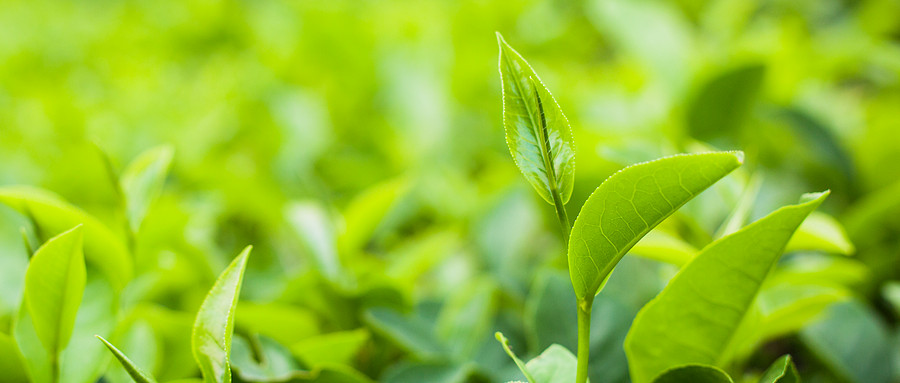 植物j9游会真人游戏第一品牌